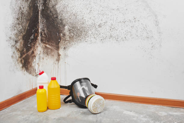 Best Office Mold Removal Services  in Clara City, MN