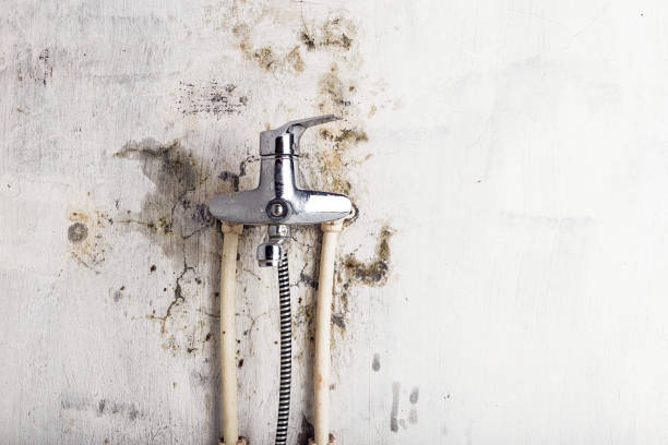 Best Toxic Mold Removal  in Clara City, MN
