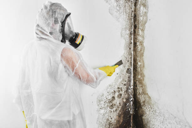 Best Mold Damage Repair  in Clara City, MN