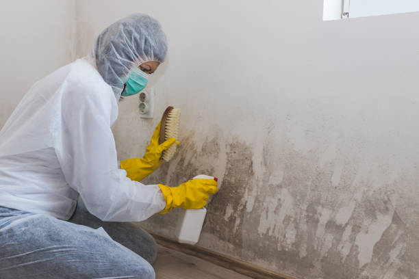 Office Mold Removal Services in Clara City, MN