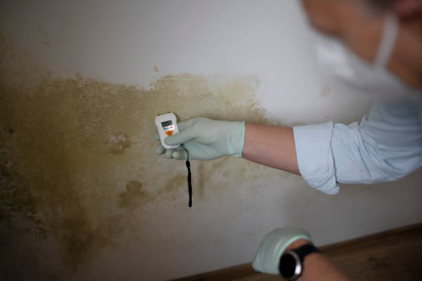Best Fast Mold Removal  in Clara City, MN