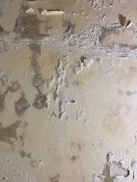 Best Mold Removal Near Me  in Clara City, MN