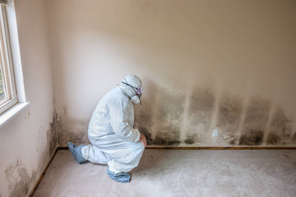 Best Commercial Mold Removal  in Clara City, MN