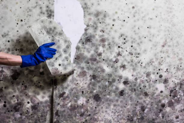 Best Residential Mold Removal  in Clara City, MN