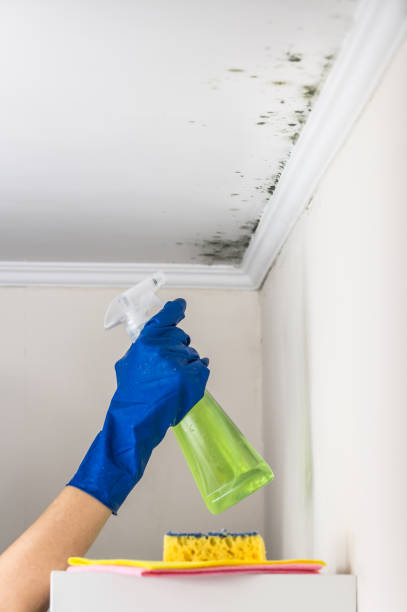 Best Toxic Mold Removal  in Clara City, MN